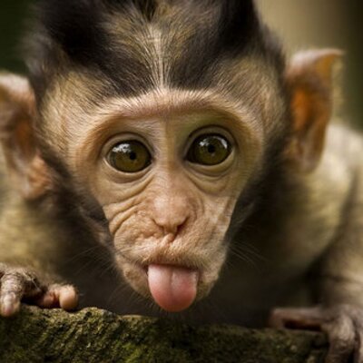 Profile Picture of Ben Marzouk Slim (@SlimDollar1) on Twitter