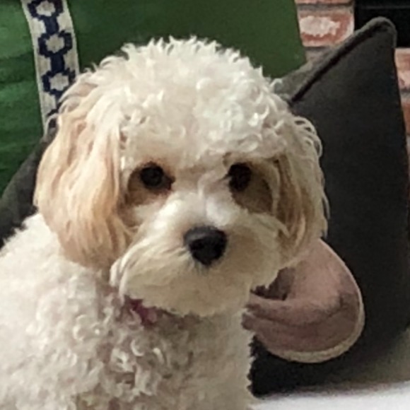 Profile Picture of Kristin Pearson (@kristinksu3) on Poshmark