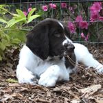 Profile Picture of Finn The Drent (@finnthedrent) on Instagram