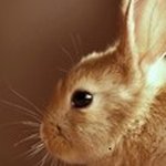 Profile Picture of Robert Davis (@xljorih1011) on Instagram