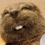 Profile Picture of Bob Krauss (@mrrwk39) on Instagram