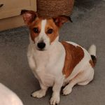 Profile Picture of Nemo Devlin (@nemo_the_dog_not_the_fish) on Instagram