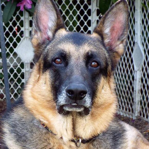 Stefani Malosh - Poshmark Profile Picture of Stefani Malosh (@stefaniduck) on Poshmark