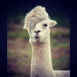 Profile Picture of Dominic Lambert Rose (@eddie2018) on Instagram