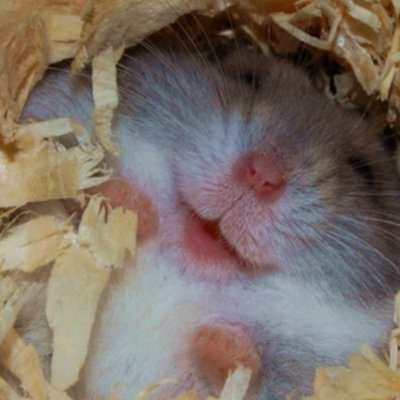 Profile Picture of Sarah Stump (@casejulene) on Twitter