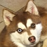 Profile Picture of Chris Shackelford (@akk.chris) on Instagram