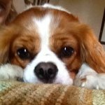 Profile Photo of Lilly Lopez (@lillythecutecavalier) on Instagram