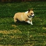 Profile Picture of piper rosie howard (@pipergator) on Instagram