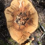 Profile Picture of Andrew Laurie (@alaurie999) on Instagram