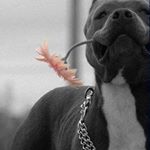 Profile Picture of David Fillion-Beauregard (@fillionbeauregard) on Instagram