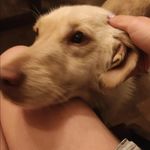 Profile Picture of Lola (@lolafitzpatrickkk) on Instagram