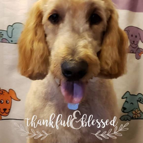 Profile Picture of Theresa Litterick (@tlitterick) on Poshmark