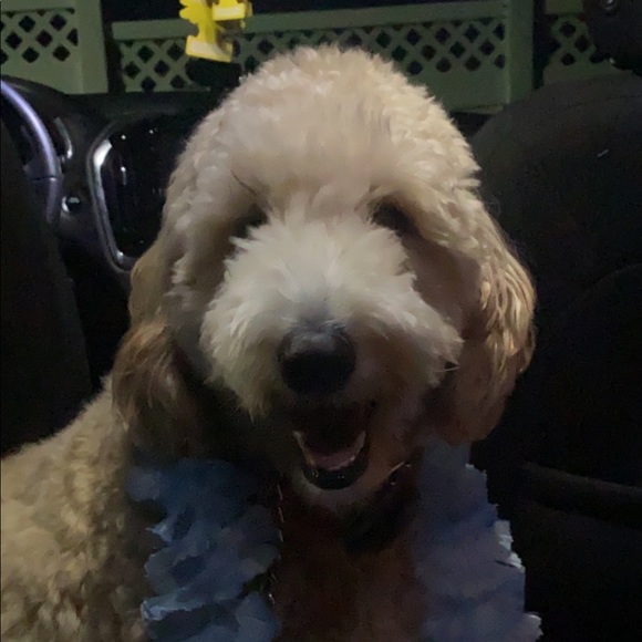 Profile Picture of Ang Bruzzi (@ang1864) on Poshmark