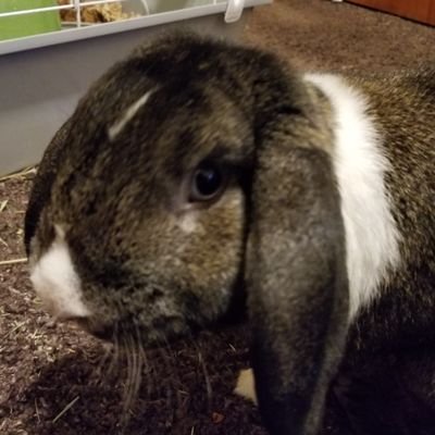 Profile Picture of Fuzzbun & Poppy (@FlitterShy8219) on Twitter