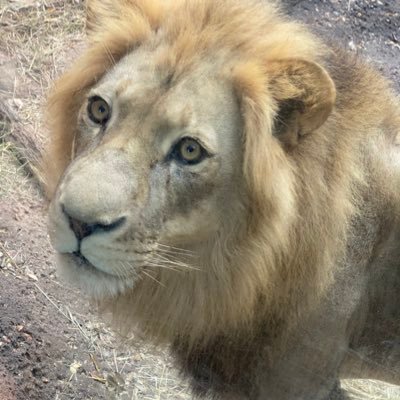 Michael Lebarre - Twitter Profile Picture of Michael Lebarre (@LebarreMichael) on Twitter