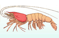 Profile Picture of Carapaceon Wikipedia