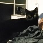 Profile Picture of Amy (@amylapiccolabestiolinadisatana) on Instagram