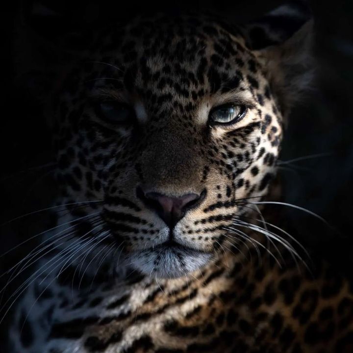 Profile Picture of __._cassandra_.___ (@__._cassandra_.____) on Tiktok