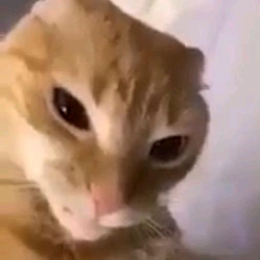 Profile Picture of 🖤💜Scott/Scarlett!!💜🖤 (@scott_or_scarlett_rr) on Tiktok