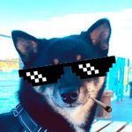 Profile Picture of 豆柴曲奇🍪Cookie (@cookie._.cb) on Instagram