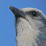Profile Picture of Danny Porter (@dannysdigiscoping1) on Flickr