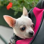 Profile Picture of Nina Angela Blumenfeld (@ninaangelablumenfeld) on Instagram