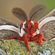 Alexandra Newhoff - Youtube Profile Picture of Alexandra Newhoff (@alexandranewhoff5019) on Youtube