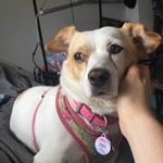Profile Picture of Lucille, the Judgemental Jindo (@thejudgmentaljindo) on Instagram