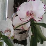 Profile Picture of Maria AP Colotti (@mariaapcolotti) on Instagram