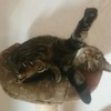 Profile Picture of Einhornpups (@@amy.klar) on Tiktok