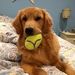 Profile Picture of Elizabeth Rose MacGregor (@elizabethrose10) on Pinterest