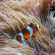 Profile Picture of Bianca Chan (@biancachan3474) on Youtube