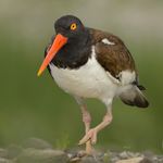 Profile Picture of Michael Lello (@michael.lello) on Instagram