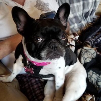 Profile Picture of Paula Abel (@PaulaAbel) on Twitter