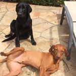 Profile Picture of Charlie___Dowling (@adventures_of_ted_and_mollie) on Instagram