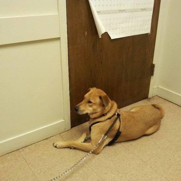 Profile Picture of Denise James (@dencharall) on Poshmark