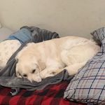 Profile Picture of Jake&milo (@jake.thecat_milo.thedog) on Instagram