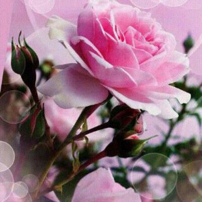 Profile Picture of Isabel Gomes (@IsabelgomesN) on Twitter