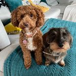 Profile Picture of Louise Devlin (@a_noodle_and_a_sausage) on Instagram