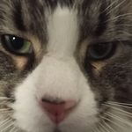 Profile Picture of kotny bruh (@kotnybruh) on Instagram