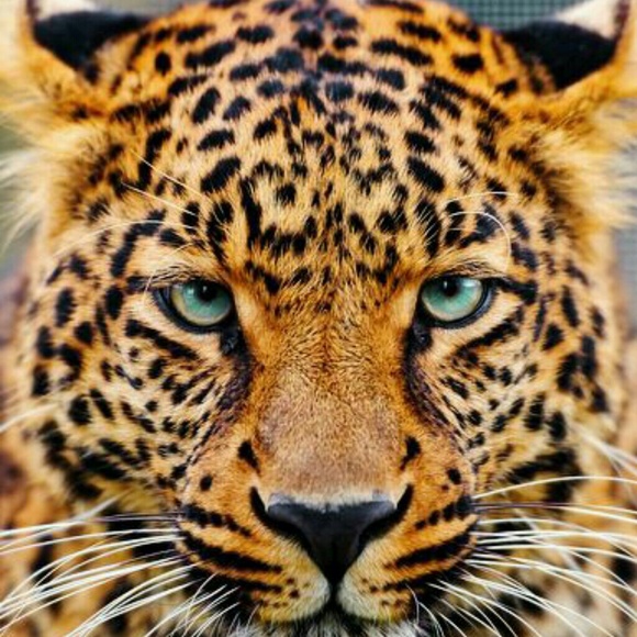 Profile Picture of Nadine Cundiff (@nanastern35) on Poshmark