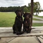 Profile Picture of Colt & Luna (@colt.luna) on Instagram