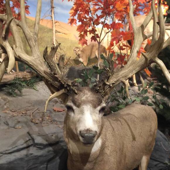 Profile Picture of Brendon Gilleland (@cbooneee) on Poshmark