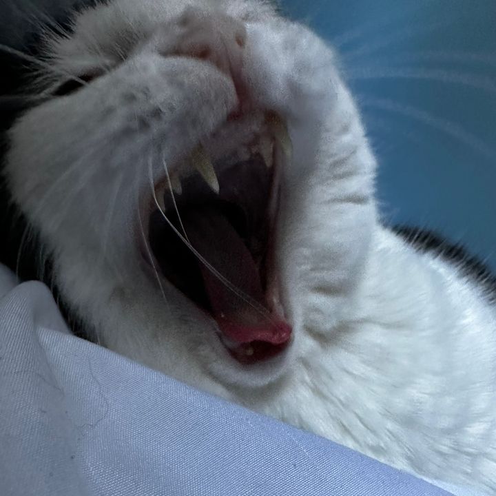 Profile Picture of Ivan Lorenzana (@buggywuggy445) on Tiktok