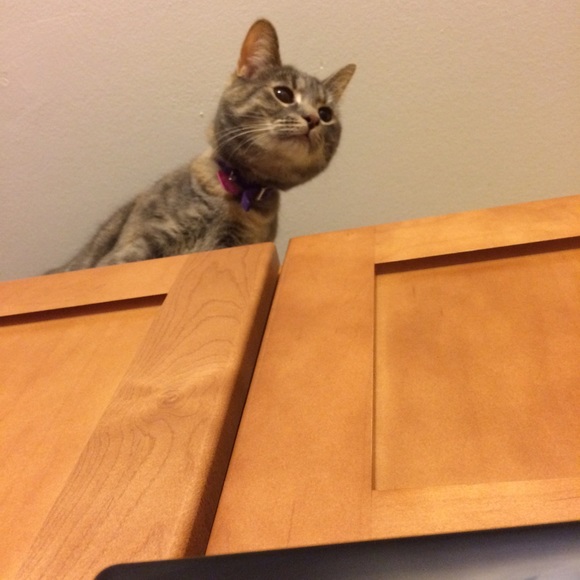 Profile Picture of Genny Drenik (@gdrenik) on Poshmark