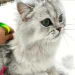 Profile Picture of TOKYO (@scotishfoldvebritishlonghair) on Instagram