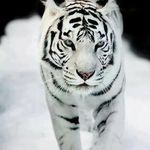 Profile Picture of Melanie O'Neill (@melanie.oneill.1441) on Instagram