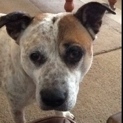 Profile Picture of Stuart Franz (@FranzStuart) on Twitter