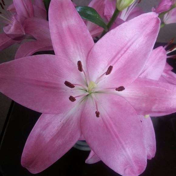 Profile Picture of Jamie Craig (@jamielee2006) on Poshmark