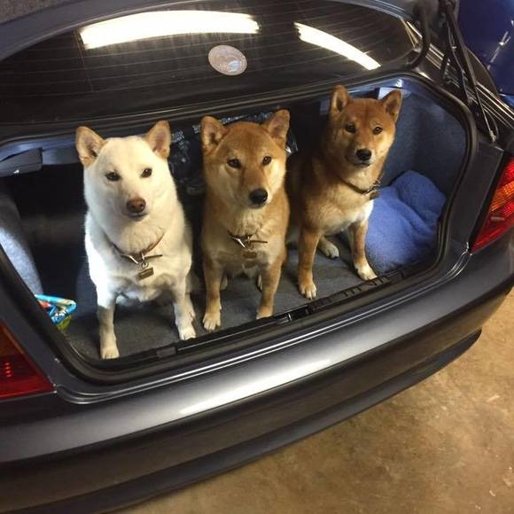 Profile Picture of Gary Evanchik (@gevanchik) on Poshmark